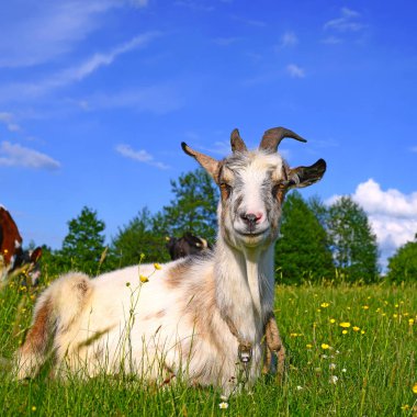 Goat in the pasture of organic farm