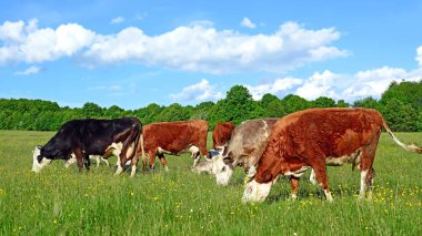 Yaz mera üzerinde otlatma inekler