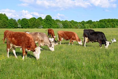 Yaz mera üzerinde otlatma inekler