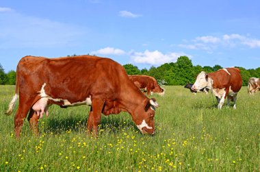 Yaz mera üzerinde otlatma inekler