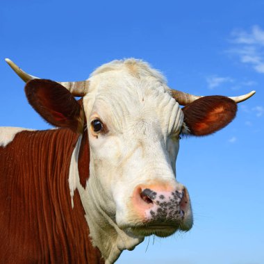 Çayırdaki güzel kahverengi ve beyaz ineğe yaklaş.