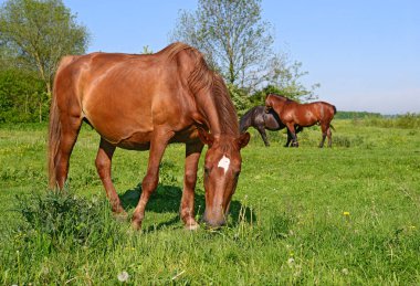 Otlaktaki güzel atlar