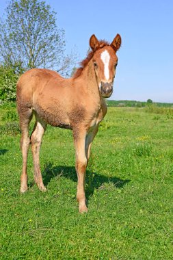 Kırsal kesimde genç ve güzel bir tay