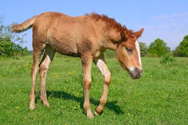 Kırsal kesimde genç ve güzel bir tay