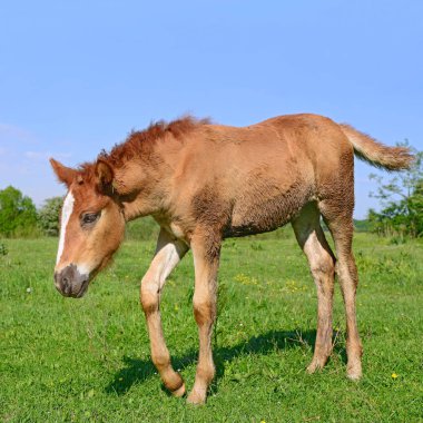 Kırsal kesimde genç ve güzel bir tay