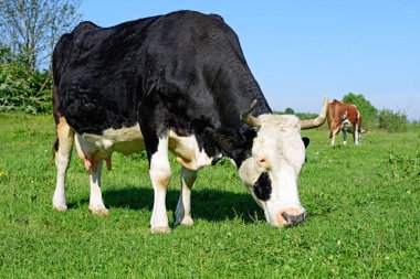 Çayırdaki şirin ineği kapatın.