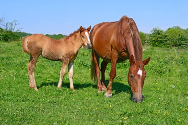 Otlaktaki güzel atlar