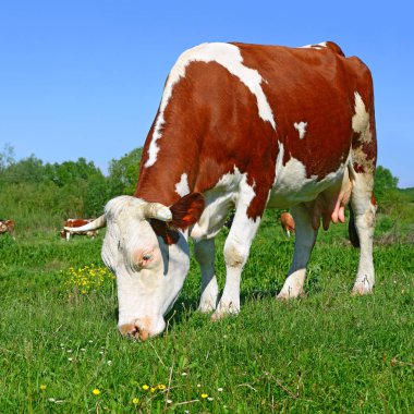 Çayırdaki güzel kahverengi ve beyaz ineğe yaklaş.