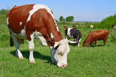 Güneşli bir günde kırsal bir çayırda inekler