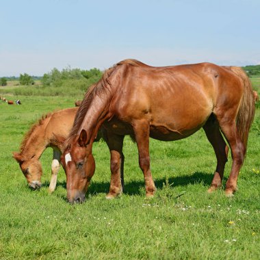 beautiful horses at the pasture