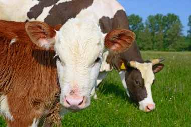 beautiful cows on a summer meadow