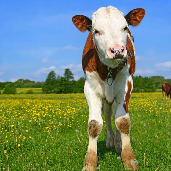 Close Beautiful Brown White Cow Meadow — Stock Photo, Image