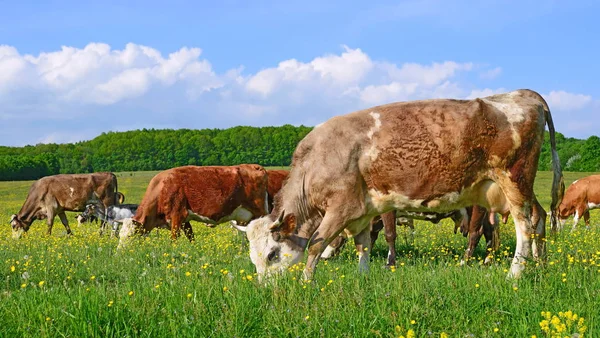 Yaz otlağında inekler