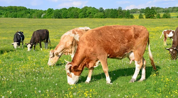 Koeien Een Zomerweide — Stockfoto