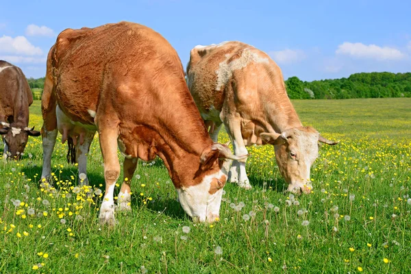 Cows Summer Pasture — Stock Photo, Image