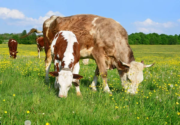 Cows Summer Pasture — Stock Photo, Image