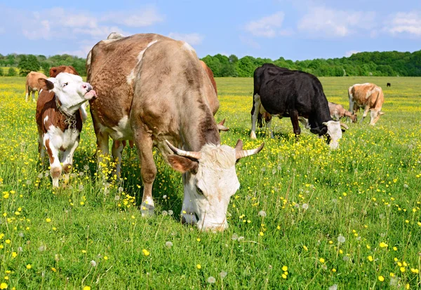 bir yaz yaz kırsal manzara mera üzerinde ineklerin.