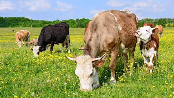 bir yaz yaz kırsal manzara mera üzerinde ineklerin.