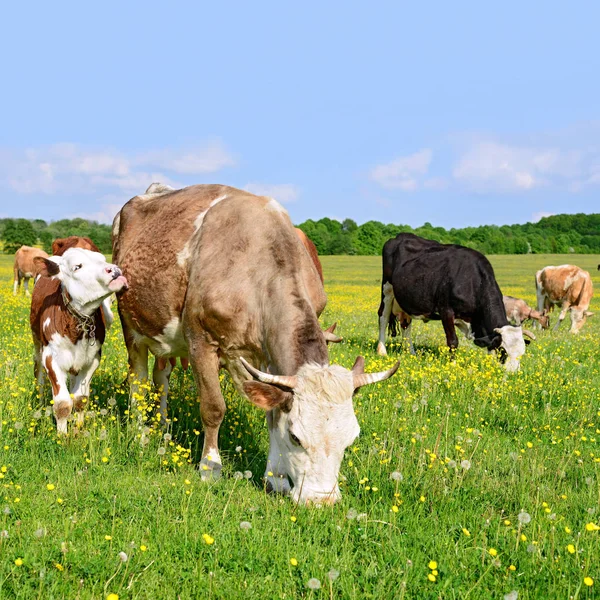 bir yaz yaz kırsal manzara mera üzerinde ineklerin.
