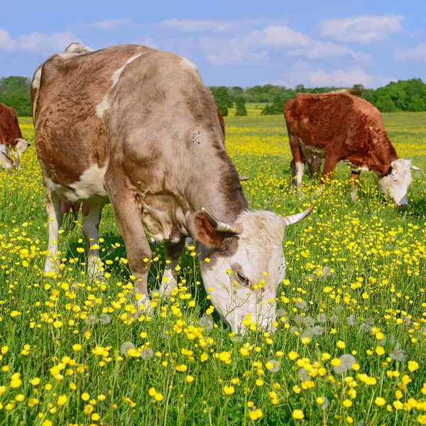 bir yaz yaz kırsal manzara mera üzerinde ineklerin.