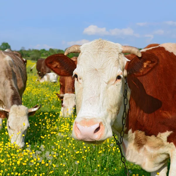 Vacas Pasto Verão Uma Paisagem Rural Verão — Fotografia de Stock