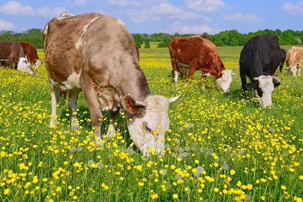 bir yaz yaz kırsal manzara mera üzerinde ineklerin.