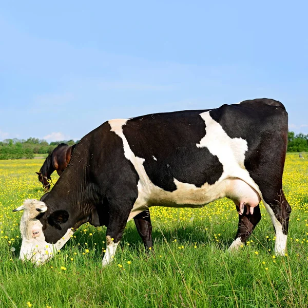 Nahaufnahme Einer Schönen Schwarz Weißen Kuh Auf Der Weide — Stockfoto