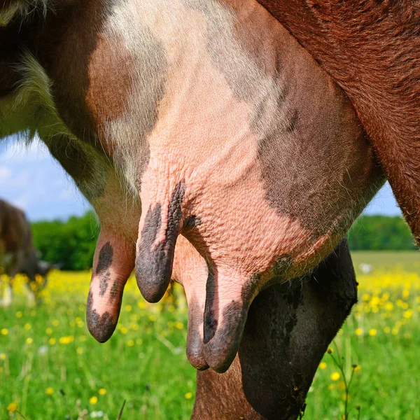 Udder Young Cow Close — Stock Fotó