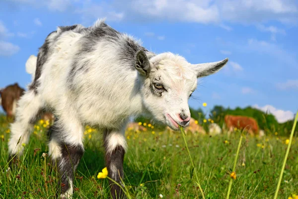 Kid Summer Pasture — Stock Photo, Image