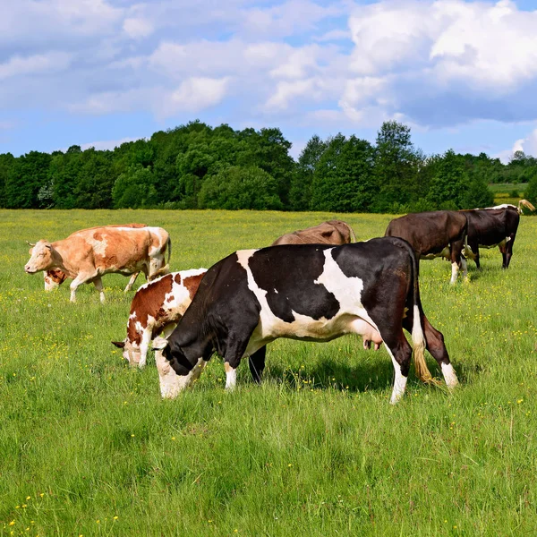 Yaz mera üzerinde otlatma inekler
