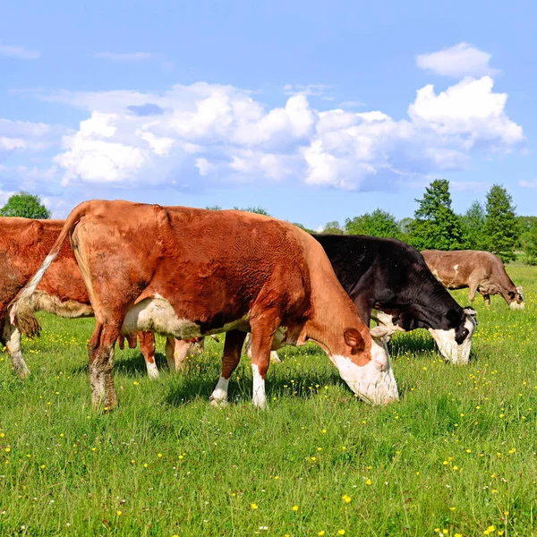 Kühe Grasen Auf Der Sommerweide — Stockfoto