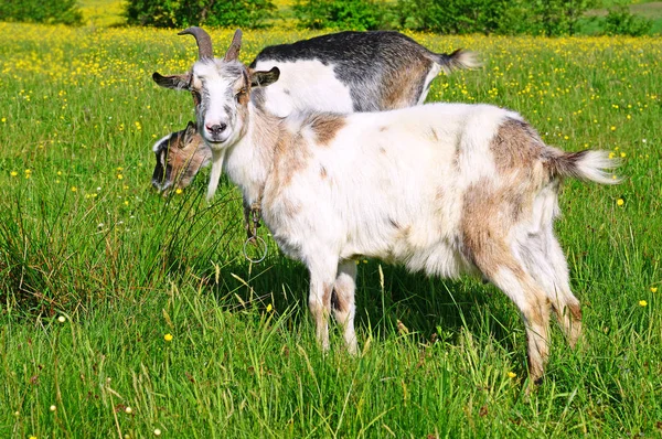 Organik Çiftliğin Otlağındaki Keçiler — Stok fotoğraf
