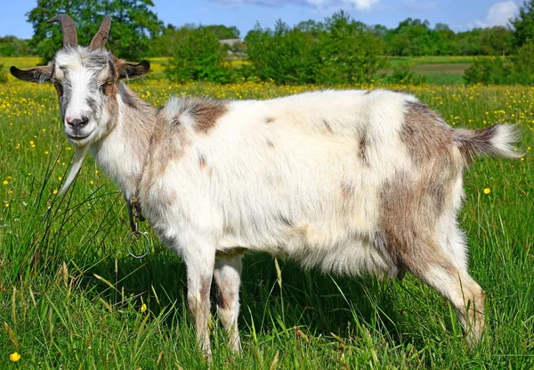 Goat Pasture Organic Farm — Stockfoto