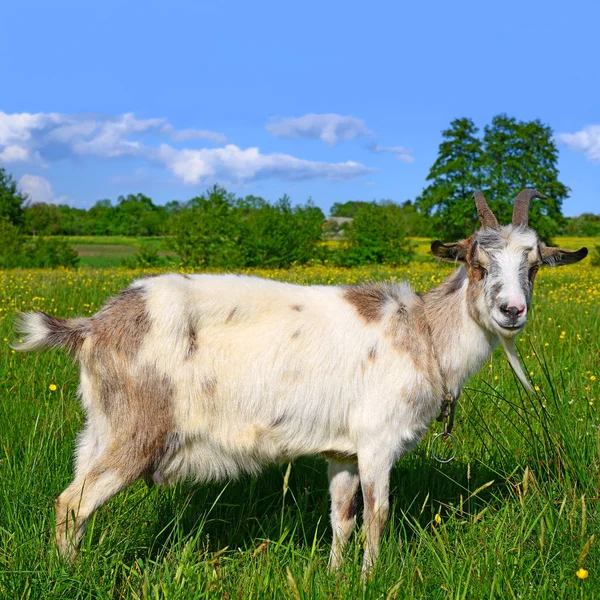 Cabra Pasto Exploração Biológica — Fotografia de Stock