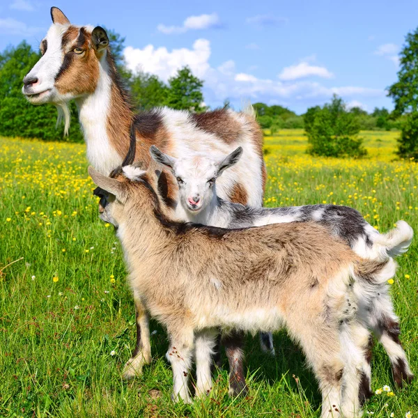 Ziege Mit Kindern Auf Der Weide Des Biobauernhofs — Stockfoto