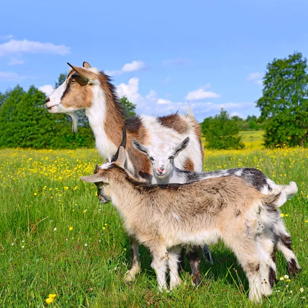 Goat Kids Pasture Organic Farm — Stock fotografie