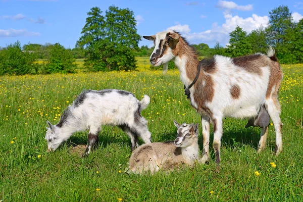 Chèvre Avec Des Enfants Dans Pâturage Ferme Biologique — Photo