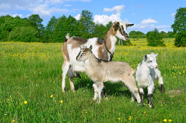 Ziege Mit Kindern Auf Der Weide Des Biobauernhofs — Stockfoto