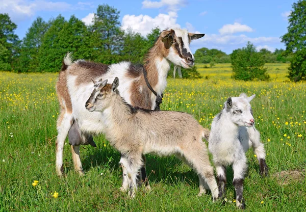 Ziege Mit Kindern Auf Der Weide Des Biobauernhofs — Stockfoto