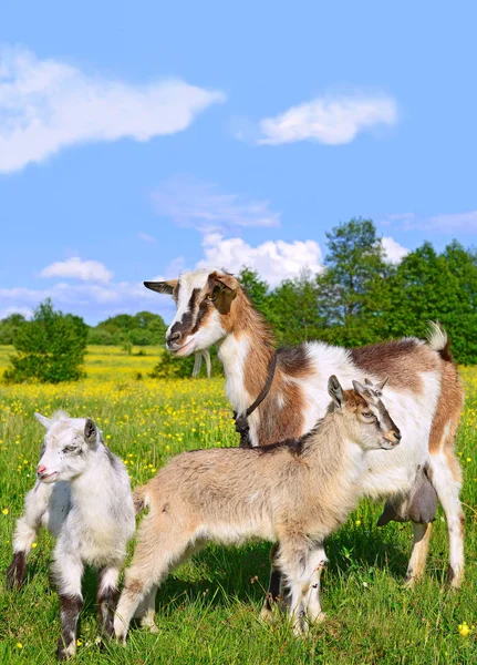 Koza Dziećmi Pastwisku Gospodarstwa Ekologicznego — Zdjęcie stockowe
