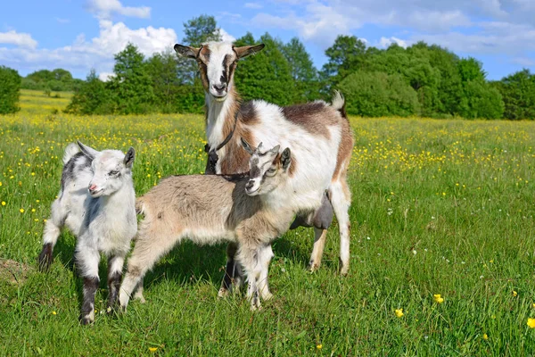 Goat Kids Pasture Organic Farm — 图库照片