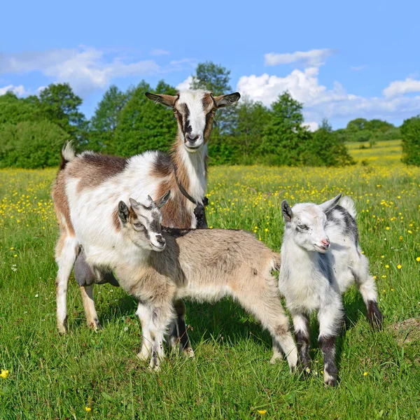 Ziege Mit Kindern Auf Der Weide Des Biobauernhofs — Stockfoto