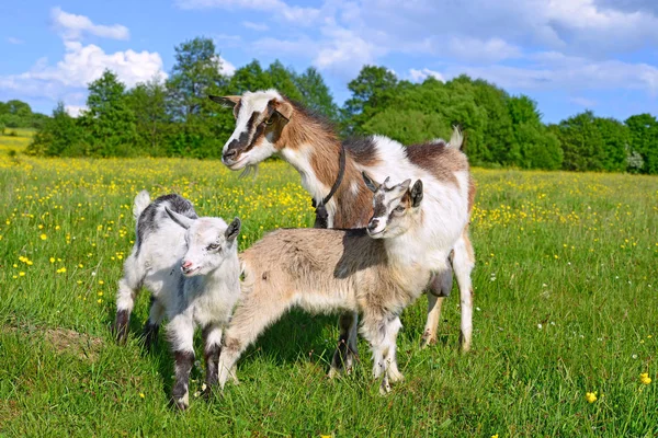 Ziege Mit Kindern Auf Der Weide Des Biobauernhofs — Stockfoto