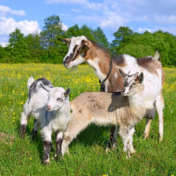 Koza Dětmi Pastvinách Ekologické Farmy — Stock fotografie