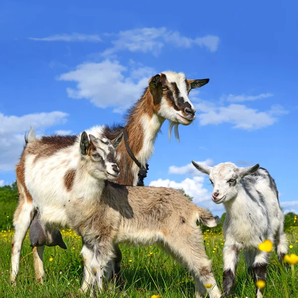 Ziege Mit Kindern Auf Der Weide Des Biobauernhofs — Stockfoto