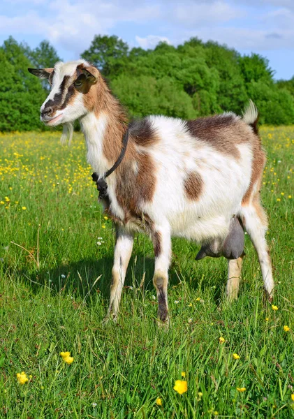 Goat Pasture Organic Farm — Fotografia de Stock
