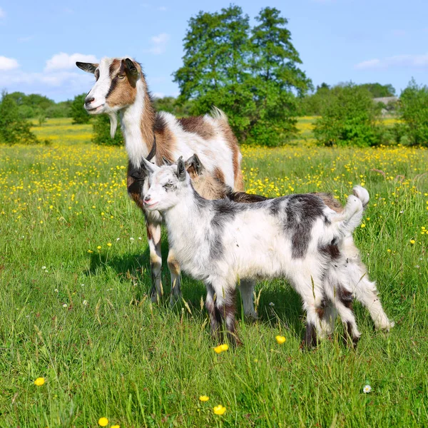Goat Kids Pasture Organic Farm — Stock fotografie