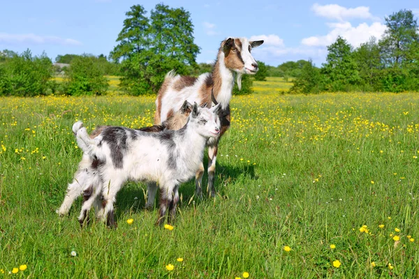 Goat Kids Pasture Organic Farm — Stock Photo, Image