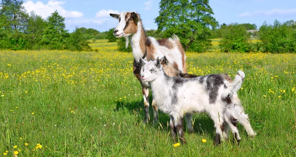 Goat Kids Pasture Organic Farm — 图库照片