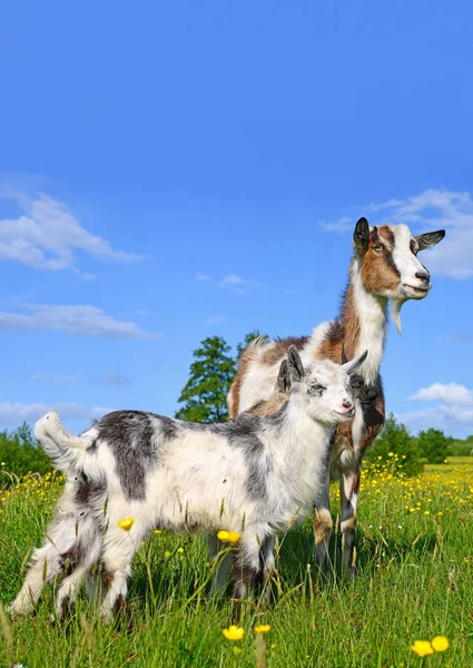 Goat Kids Pasture Organic Farm — Fotografia de Stock